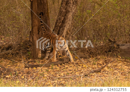 Female Bengal or Indian Tiger Standing Under a Tree Looking Towards the Camera in India, Female Bengal or Indian Tiger Standing Under a Tree Looking Towards the Camera in India, 124312755