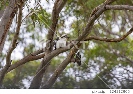 Australian birds sitting on a branch in a Gum Tree 124312906