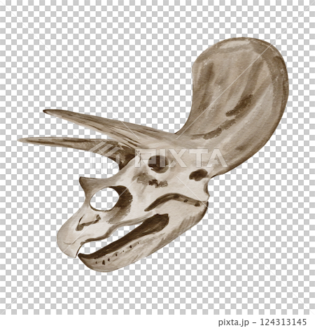 Dinosaur head. Traceratops dinosaur skeleton. Prehistoric animal skull. Fossil and artifact. Watercolor illustration isolated from background. High quality illustration 124313145