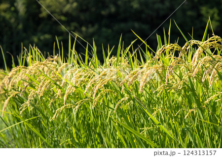 収穫前の稲穂【令和の米騒動 イメージ素材】 124313157