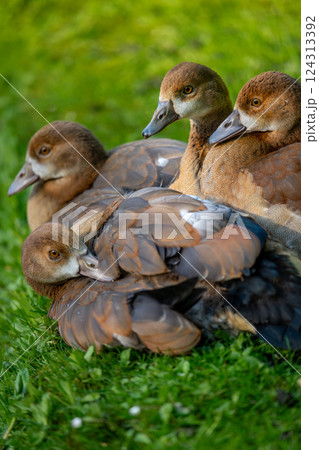 A group of juvenile Egyptian geese, huddling together on grass. Cute picture of goslings. Egyptian goose (Alopochen aegyptiaca) in Kent, UK. 124313392