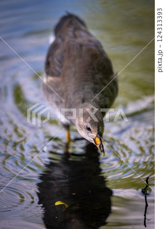 Juvenile moorhen standing in water with ripples. Common moorhen (Gallinula chloropus) in Kent, UK. Juvenile moorhen standing in water with ripples. Common moorhen (Gallinula chloropus) in Kent, UK. 124313393