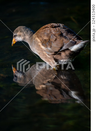 Juvenile moorhen standing in water with reflection. Common moorhen (Gallinula chloropus) in Kent, UK. Juvenile moorhen standing in water with reflection. Common moorhen (Gallinula chloropus) in Kent, UK. 124313400