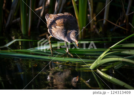 Juvenile moorhen standing on reeds with reflection. Common moorhen (Gallinula chloropus) in Kent, UK. 124313409