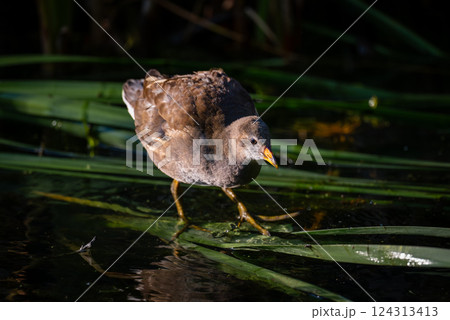 Juvenile moorhen standing on reeds in bright sunlight. Common moorhen (Gallinula chloropus) in Kent, UK. 124313413