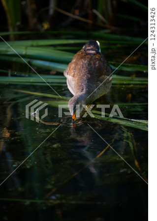 Juvenile moorhen standing on reeds with its beak in the water. Common moorhen (Gallinula chloropus) in Kent, UK. Juvenile moorhen standing on reeds with its beak in the water. Common moorhen (Gallinula chloropus) in Kent, UK. 124313426