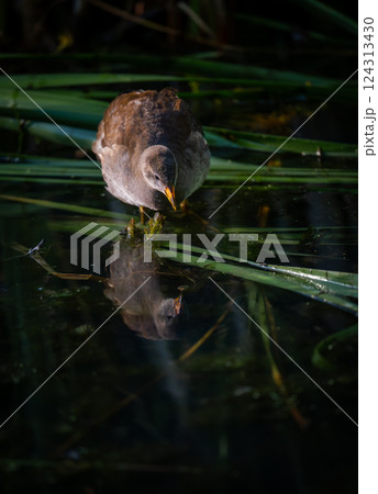 Juvenile moorhen standing on reeds with reflection. Common moorhen (Gallinula chloropus) in Kent, UK. 124313430