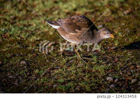Juvenile moorhen walking in bright sunlight. Common moorhen (Gallinula chloropus) in Kent, UK. 124313458