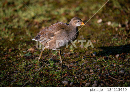 Juvenile moorhen walking in bright sunlight. Common moorhen (Gallinula chloropus) in Kent, UK. Juvenile moorhen walking in bright sunlight. Common moorhen (Gallinula chloropus) in Kent, UK. 124313459