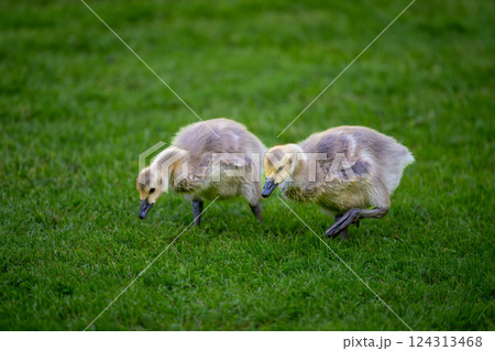 Two Canada goose goslings walking on grass. Canada geese (Branta canadensis) in Kent, UK. Two Canada goose goslings walking on grass. Canada geese (Branta canadensis) in Kent, UK. 124313468
