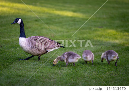 Canada goose family with one adult bird and three goslings standing on grass. Canada geese (Branta canadensis) in Kent, UK. 124313470