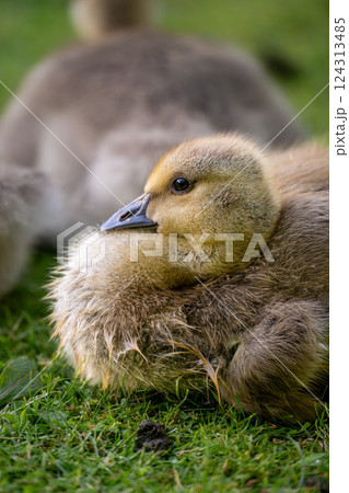 One Canada goose gosling looking left. Canada geese (Branta canadensis) in Kent, UK. 124313485