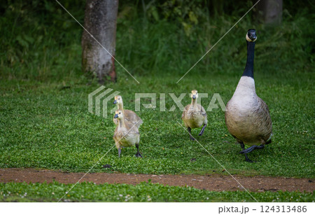 Canada goose family with one adult bird and three goslings walking on grass. Canada geese (Branta canadensis) in Kent, UK. Canada goose family with one adult bird and three goslings walking on grass. Canada geese (Branta canadensis) in Kent, UK. 124313486