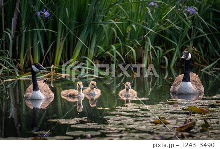 Canada goose family with two adult birds and three goslings swimming on a pond with reeds and lily pads. Canada geese (Branta canadensis) in Kent, UK. Canada goose family with two adult birds and three goslings swimming on a pond with reeds and lily pads. Canada geese (Branta canadensis) in Kent, UK. 124313490