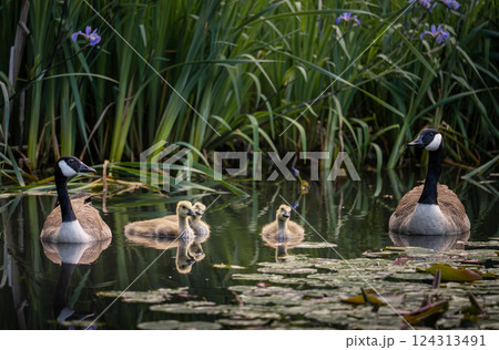 Canada goose family with two adult birds and three goslings swimming on a pond with reeds and lily pads. Canada geese (Branta canadensis) in Kent, UK. Canada goose family with two adult birds and three goslings swimming on a pond with reeds and lily pads. Canada geese (Branta canadensis) in Kent, UK. 124313491