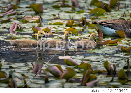 Three Canada goose goslings behind one adult bird swimming on a pond with lily pads. Canada geese (Branta canadensis) in Kent, UK. 124313495