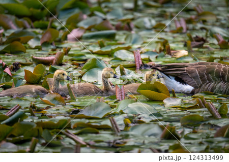 Three Canada goose goslings behind one adult bird swimming on a pond with lily pads. Canada geese (Branta canadensis) in Kent, UK. Three Canada goose goslings behind one adult bird swimming on a pond with lily pads. Canada geese (Branta canadensis) in Kent, UK. 124313499