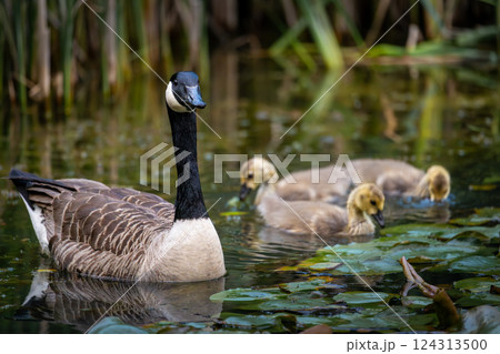 Canada goose family with one adult bird and three goslings swimming on a pond with reeds and lily pads. Canada geese (Branta canadensis) in Kent, UK. 124313500