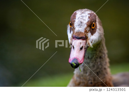 One Egyptian goose looking towards the camera. Copy space to left. Egyptian goose (Alopochen aegyptiaca) in Kent, UK. One Egyptian goose looking towards the camera. Copy space to left. Egyptian goose (Alopochen aegyptiaca) in Kent, UK. 124313501