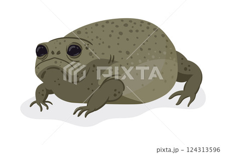 Cartoon slendermouth frog. African slendermouth amphibian animal, funny rainforest frog flat vector illustration. Cute froglet on white background 124313596