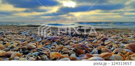 Seashells at Sunset. A Tranquil Coastal Scene 124313657