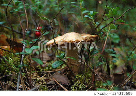 Mushroom Among Forest Greenery. The soft, diffused light. Mushroom Among Forest Greenery. The soft, diffused light. 124313699
