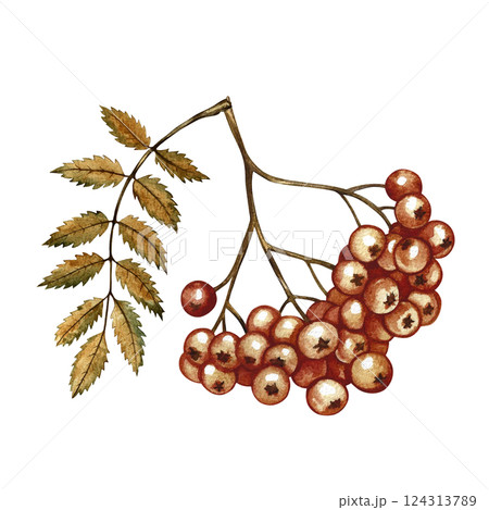 Autumn mountain ash. Handmade watercolor illustration. a color image of an autumn fruit. The isolate. For labels, packages, printing products, stickers and banners, postcards and packaging containers. Autumn mountain ash. Handmade watercolor illustration. a color image of an autumn fruit. The isolate. For labels, packages, printing products, stickers and banners, postcards and packaging containers. 124313789