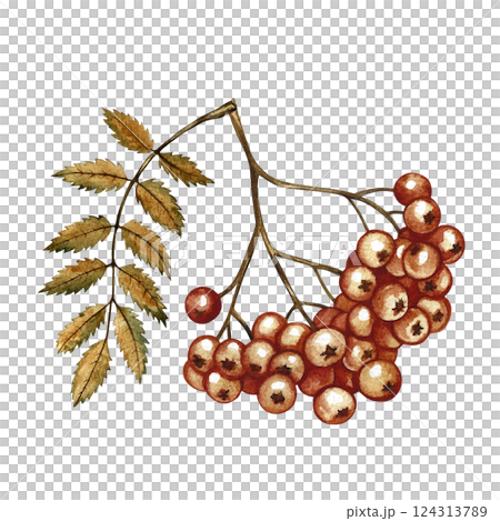 Autumn mountain ash. Handmade watercolor illustration. a color image of an autumn fruit. The isolate. For labels, packages, printing products, stickers and banners, postcards and packaging containers. Autumn mountain ash. Handmade watercolor illustration. a color image of an autumn fruit. The isolate. For labels, packages, printing products, stickers and banners, postcards and packaging containers. 124313789