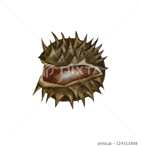 Chestnut seeds. Handmade watercolor illustration. a color image of an autumn fruit. The isolate. For labels, packages, printing products, stickers, posters and banners, for postcards and packaging. 124313808
