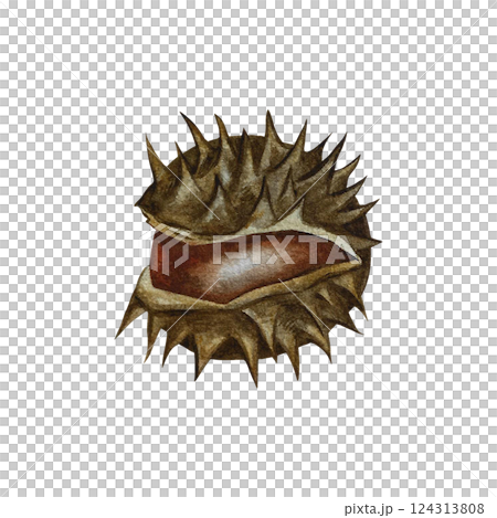 Chestnut seeds. Handmade watercolor illustration. a color image of an autumn fruit. The isolate. For labels, packages, printing products, stickers, posters and banners, for postcards and packaging. 124313808