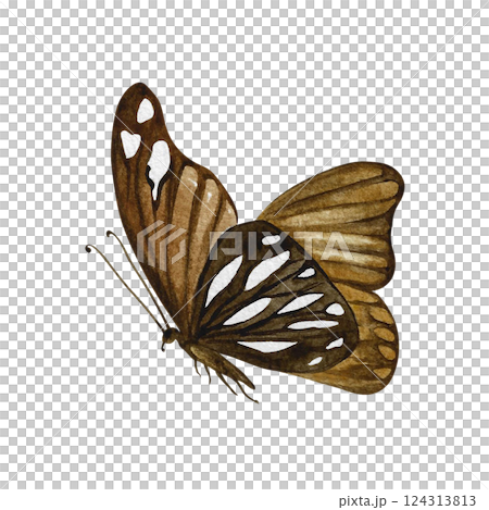 A brown butterfly is flying. A hand-drawn watercolor illustration. a color image of an insect. Isolate it. For printing and decorating postcards, banners, and flyers. For home decor, packaging, labels A brown butterfly is flying. A hand-drawn watercolor illustration. a color image of an insect. Isolate it. For printing and decorating postcards, banners, and flyers. For home decor, packaging, labels 124313813