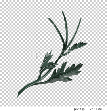 Chrysanthemum leaves. Handmade watercolor illustration. a color image of floral elements. Isolya. For labels, packages, printed products, stickers, posters and banners, for postcards and packaging. 124313815