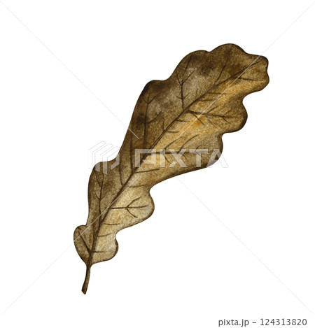 Autumn oak leaf. Handmade watercolor illustration. Color image of the autumn element. The isolate. Great for postcards, banners and flyers, posters, stickers and prints. 124313820