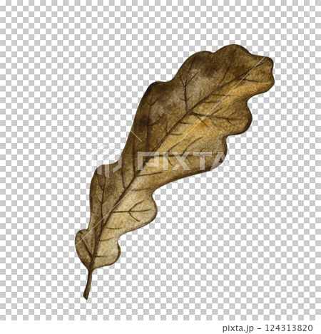 Autumn oak leaf. Handmade watercolor illustration. Color image of the autumn element. The isolate. Great for postcards, banners and flyers, posters, stickers and prints. 124313820