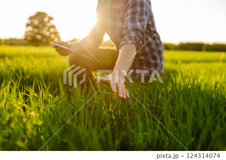 A young farmer checking the quality of young wheat using a specialized application. Harvest. A young farmer checking the quality of young wheat using a specialized application. Harvest. 124314074