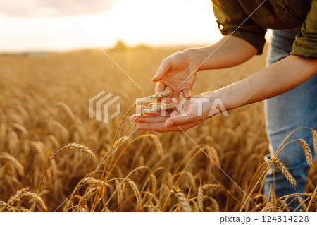 Woman farmer analyzes the harvest in a golden wheat field. Agronomist checks the progress of harvest 124314228