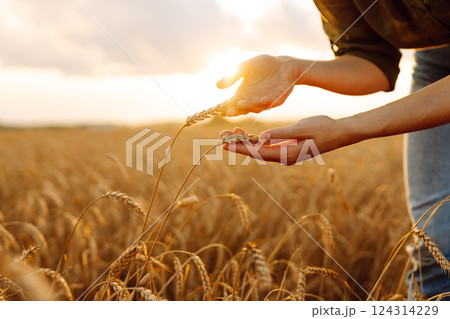 Woman farmer analyzes the harvest in a golden wheat field. Agronomist checks the progress of harvest 124314229