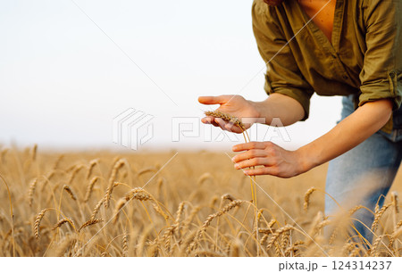 Woman farmer analyzes the harvest in a golden wheat field. Agronomist checks the progress of harvest 124314237
