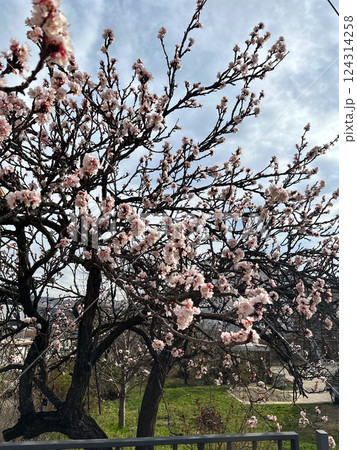 Blossoming tree branches in early spring with a soft sky background. Concept of seasonal renewal, natural beauty and peaceful outdoor atmosphere 124314258