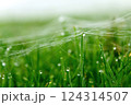 Early summer morning dew, spider web on green grass, fresh air, nature background 124314507