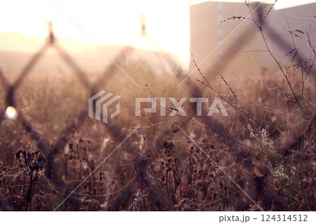 Early summer morning, dew and spider webs on bushes and plants. Sunrise wallpaper background Early summer morning, dew and spider webs on bushes and plants. Sunrise wallpaper background 124314512