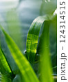 Green fresh grass in water, summer nature background wallpaper 124314515