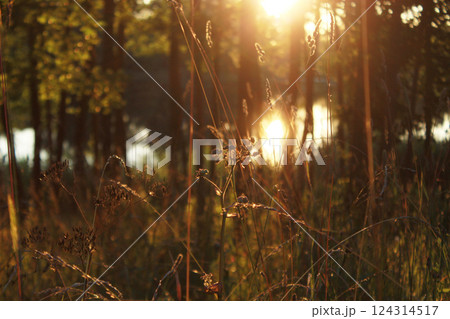 Summer sunset in nature near a lake. Grass, reeds, trees cozy background wallpaper Summer sunset in nature near a lake. Grass, reeds, trees cozy background wallpaper 124314517