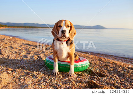Cute beagle dog on a floating ring sits on the beach near the seashore on a sunny summer day.  124314533