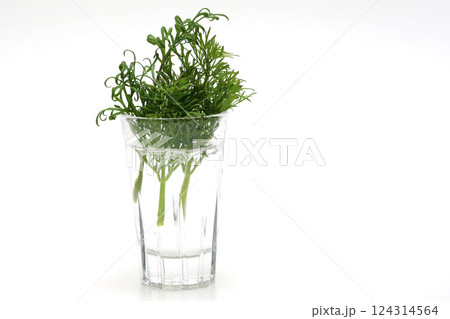 白背景のグラスにさしたデイル 124314564