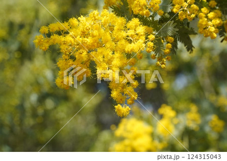 ミモザの花 124315043