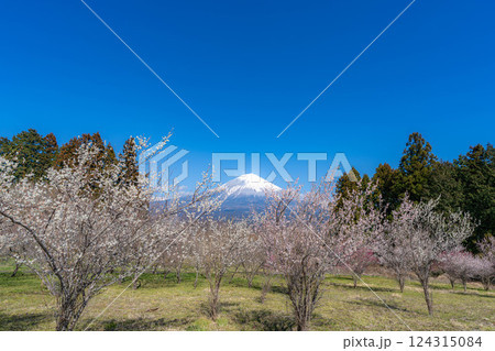 【富士山素材】静岡県富士宮市から見る富士山と梅の花【静岡県】 124315084