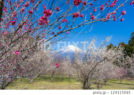 【富士山素材】静岡県富士宮市から見る富士山と梅の花【静岡県】 【富士山素材】静岡県富士宮市から見る富士山と梅の花【静岡県】 124315085