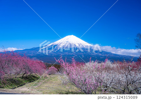 【富士山素材】静岡県富士宮市から見る富士山と梅の花【静岡県】 124315089