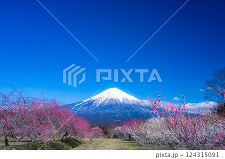 【富士山素材】静岡県富士宮市から見る富士山と梅の花【静岡県】 124315091